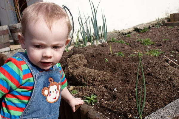 Petit garçon près du patch végétal — Photo