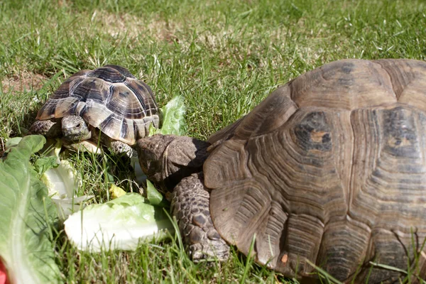 stock image Mum and baby tortoise eating lettuce