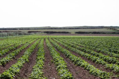 A field of potato crops clipart