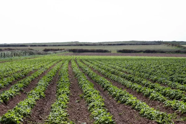 Ένα πεδίο καλλιέργειες πατάτας — Φωτογραφία Αρχείου