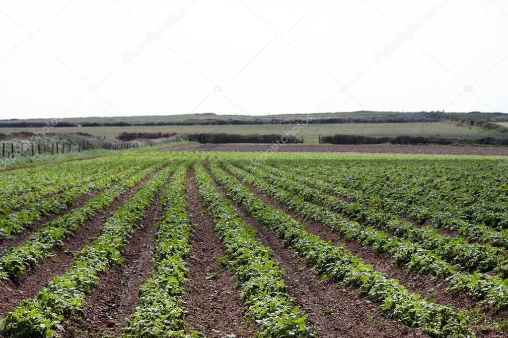 A field of potato crops