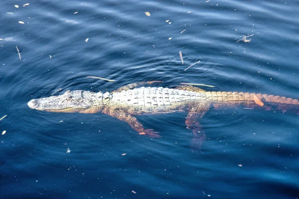 En alligator simning — Stockfoto