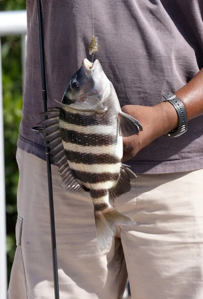 Fishermans catch — Stock Photo, Image