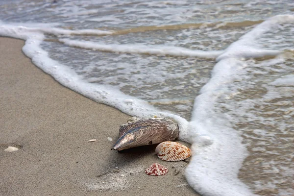 Conchas marinas — Foto de Stock