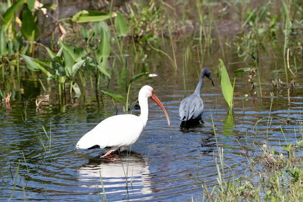 Een grote witte vogel in het water — Stockfoto