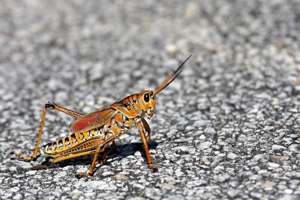 stock image Grass hopper from the Everglades