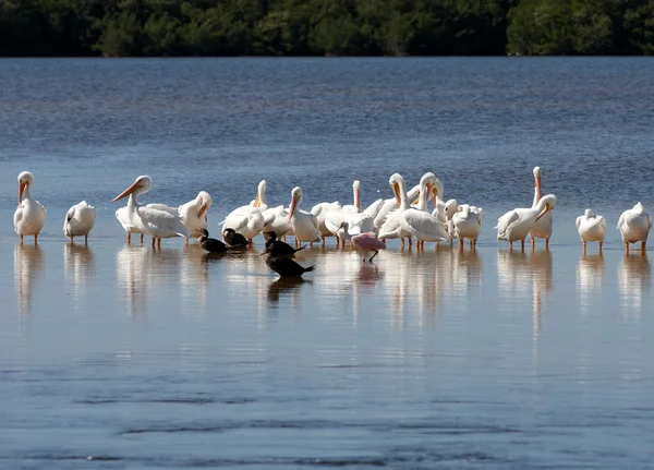 Eine Familie von Pelikanen — Stockfoto