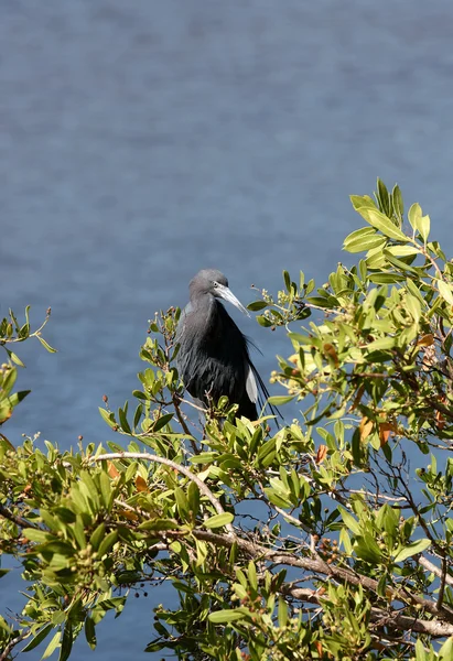 Ptak siedzący na drzewie — Zdjęcie stockowe