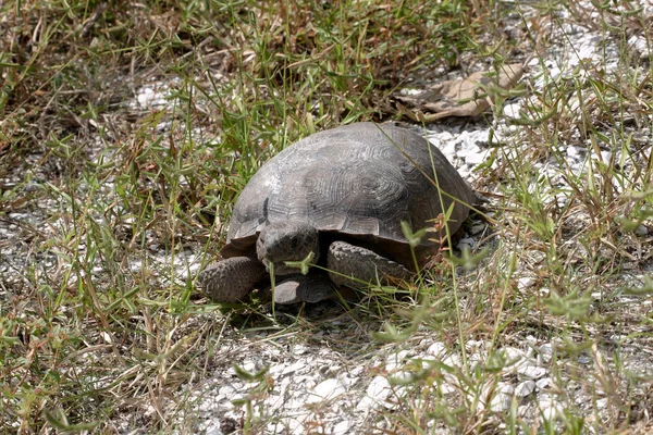 Gopher tortoise — Stock Photo, Image