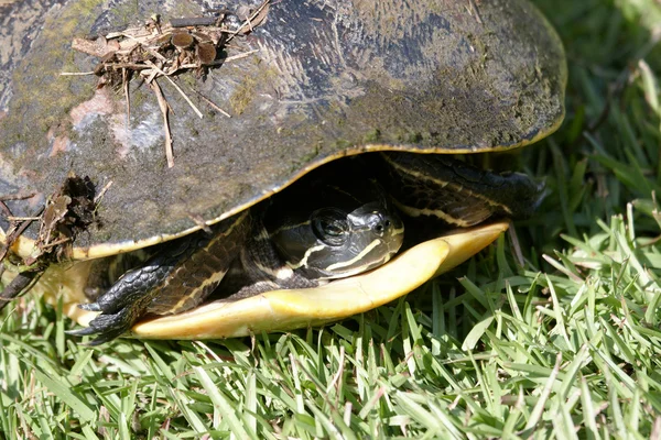 Bir kaplumbağa — Stok fotoğraf