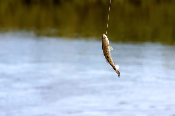 釣り糸につかまえられる魚 — ストック写真