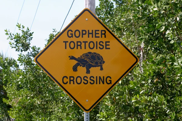 Travessia de tartarugas — Fotografia de Stock