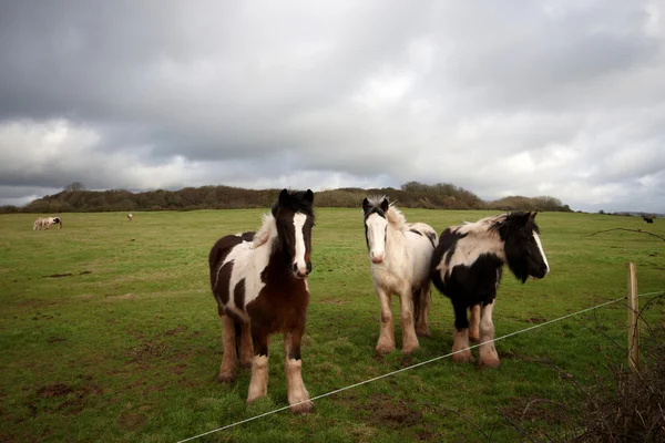 Trzy walijski kucyków — Zdjęcie stockowe