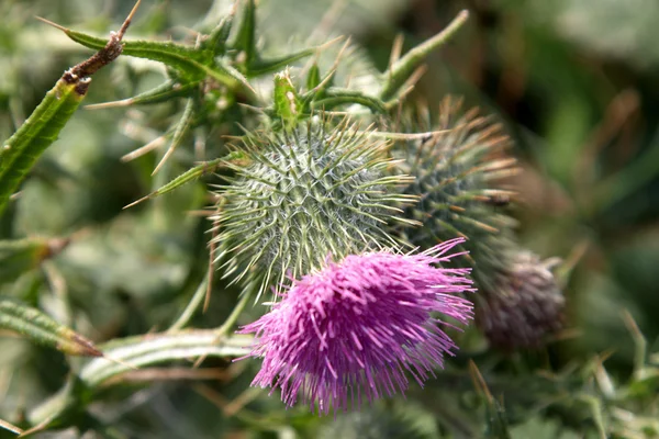 stock image A purple thistle