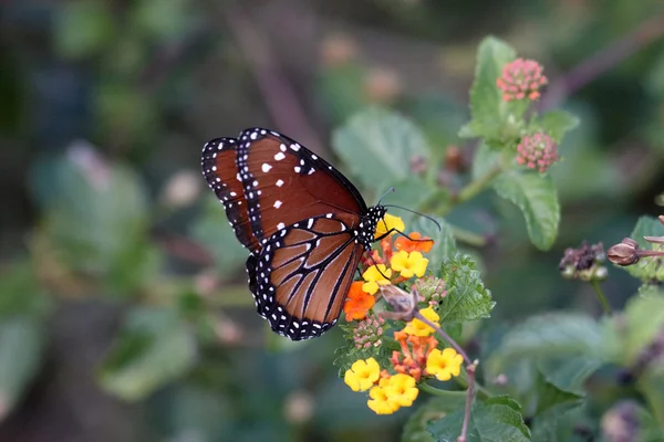 Un papillon bien établi — Photo