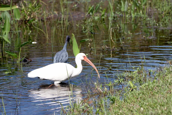 An egret in the stream — Zdjęcie stockowe