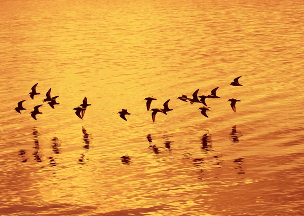 Fåglar som flyger över havet — Stockfoto