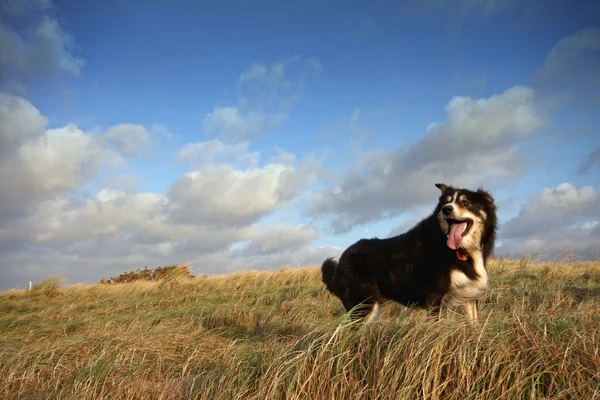 A border collie in long grass — Stock Photo, Image
