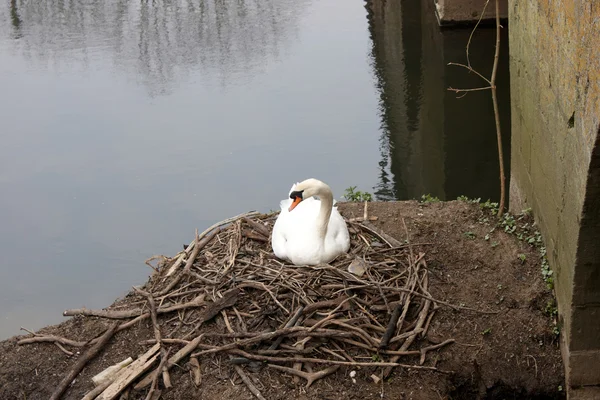 Лебедь, сидящий на гнезде — стоковое фото