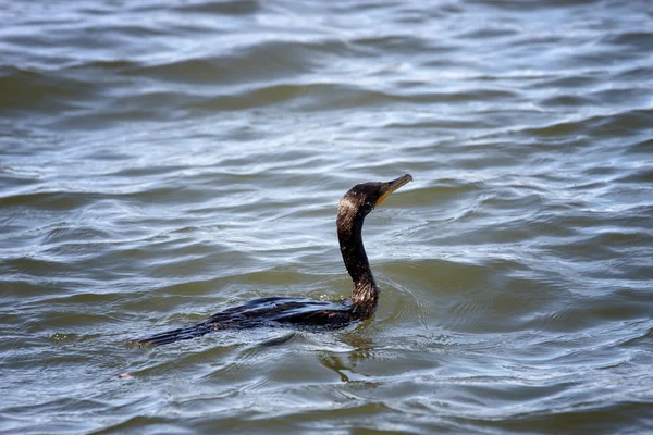 Um pássaro pescando na água — Fotografia de Stock