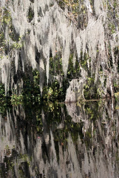 Árvores refletindo na água — Fotografia de Stock