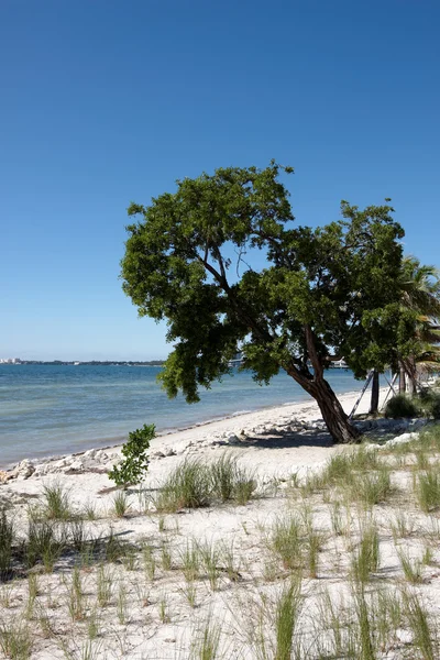 En öde strand i florida — Stockfoto