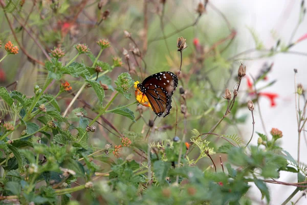 Una mariposa descansando sobre flores — Foto de Stock