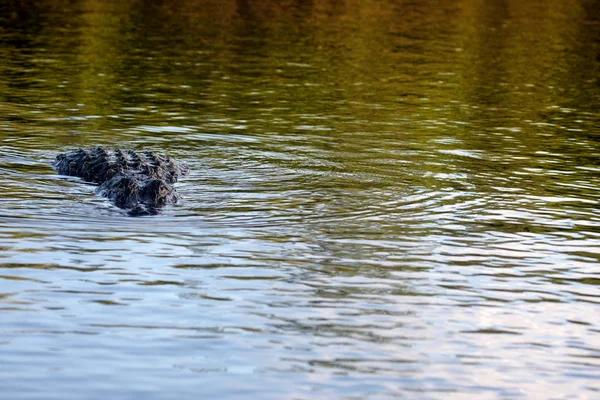 Un alligatore nell'acqua — Foto Stock