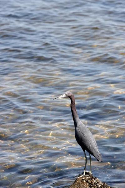 A beautiful bird on a rock — Stock Photo, Image