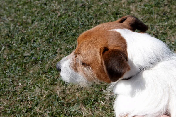 Jack Russell perro —  Fotos de Stock