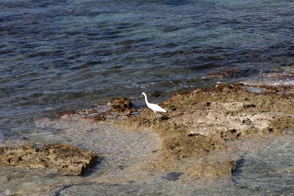 An egret at the edge of the water — Stock Photo, Image