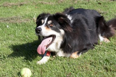 A border collie having a rest