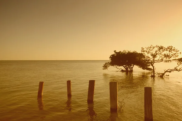 Träd i en sjö vid solnedgången — Stockfoto