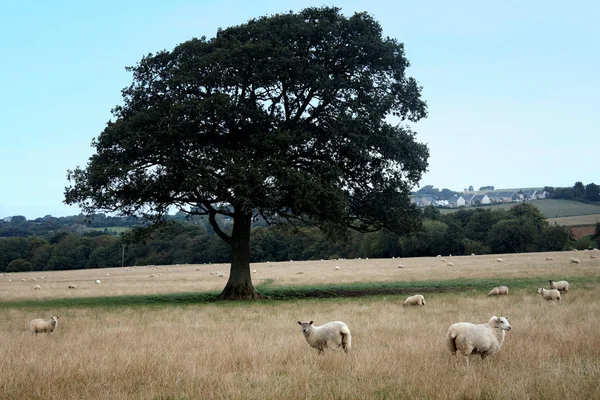 Bir tarlada koyun — Stok fotoğraf