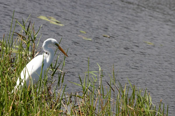 An egret by the water — Stock Photo, Image