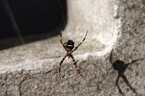 Une araignée pendante — Photo