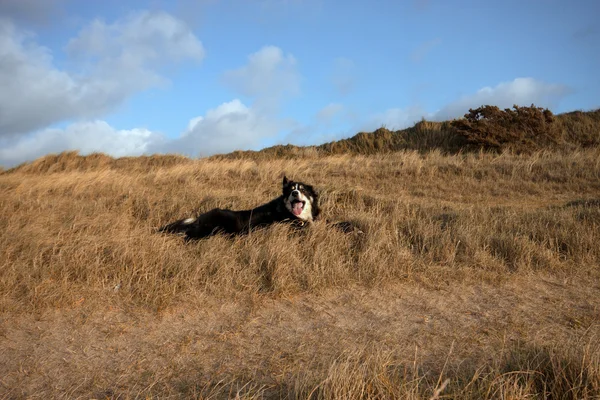 A border collie in the grass — Stock Photo, Image