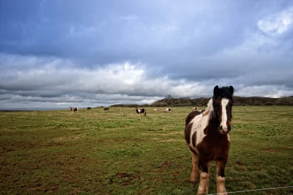 Un pony galés —  Fotos de Stock