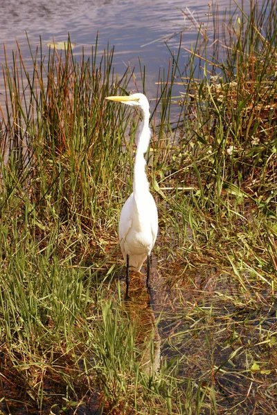 En egret i gräset — Stockfoto