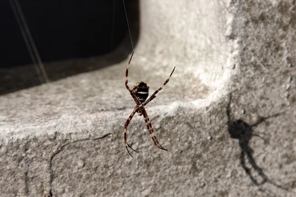 Un ragno su una linea di seta — Foto Stock