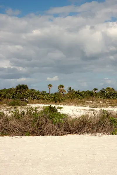 Feuillage sur une plage — Photo