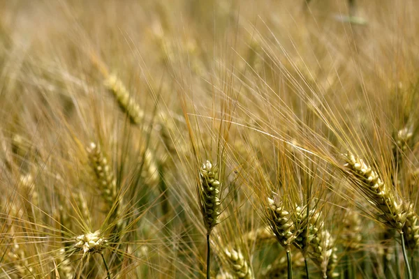 stock image A field of wheat