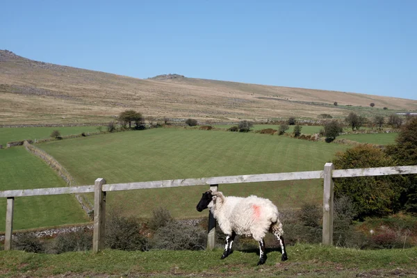 Una oveja maravilla — Foto de Stock