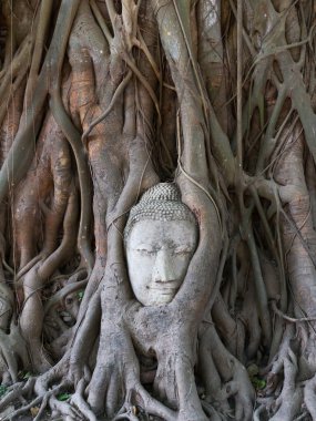 Buda heykelinin ağaca, ayutthaya, Tayland roots