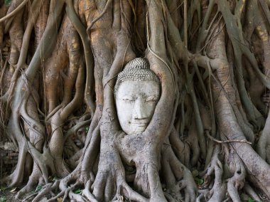 Buddha statue in the roots of tree at , Ayutthaya, Thailand clipart