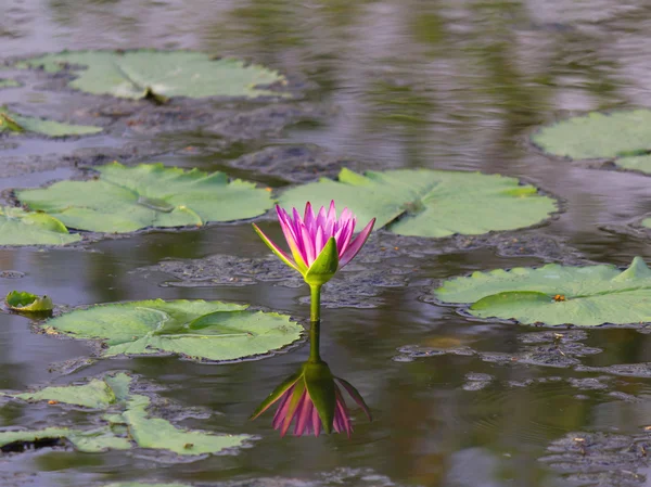 Lotus flower ve vodě a odrážejí — Stock fotografie