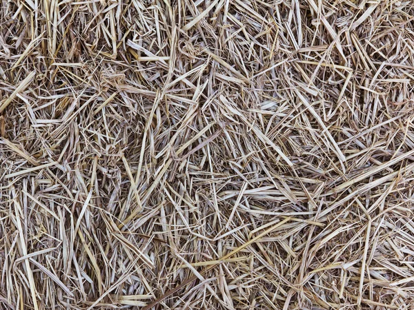Closeup texture of old hay — Stock Photo, Image