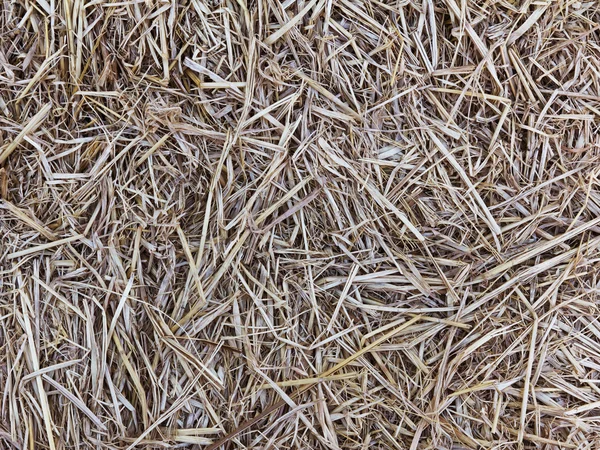 stock image Closeup texture of old hay