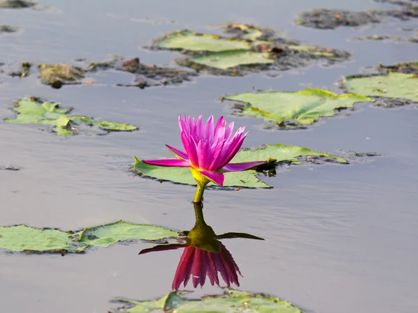 Lotus flower in water and reflect — Stock Photo, Image