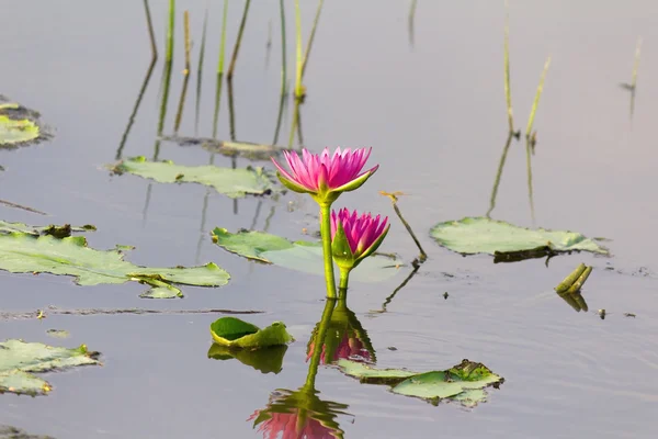 Lotus bloem in water en weerspiegelen — Stockfoto